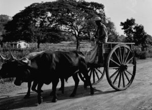 2 SOPORTE ORIGINAL, 3 AUTOR, carreta < Cultura campesina, Cultura campesina, CULTURA PARAGUAYA, FC < 1 CATEGORIA, J.M.Blanch, Neg BN, PARAGUAY, WEB < Pueblos de las Reducciones 2 SOPORTE ORIGINAL, 3 AUTOR, 4 LUGAR, BN, CULTURA PARAGUAYA, Campesinos, Cultura campesina, FC, J.M.Blanch, Neg BN, PARAGUAY, Pueblos de las Reducciones, Vida campesina, WEB, carreta