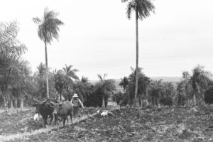 3 AUTOR, chacra < agricultura, Cultura campesina, CULTURA PARAGUAYA, FC < 1 CATEGORIA, J.M.Blanch, Neg BN, PARAGUAY, WEB < Pueblos de las Reducciones 2 SOPORTE ORIGINAL, 3 AUTOR, 4 LUGAR, BN, CULTURA PARAGUAYA, Campesinos, Cultura campesina, FC, J.M.Blanch, Neg BN, PARAGUAY, Pueblos de las Reducciones, TRABAJO, TRABAJO Y ARTESANIA, Vida campesina, WEB, agricultura, chacra