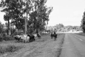 3 AUTOR, camino < PAISAJE, Cultura campesina, CULTURA PARAGUAYA, FC < 1 CATEGORIA, ganado, J.M.Blanch, Neg BN, PAISAJE, PARAGUAY, tropilla, WEB < Pueblos de las Reducciones 2 SOPORTE ORIGINAL, 3 AUTOR, 4 LUGAR, BN, CULTURA PARAGUAYA, Campesinos, Cultura campesina, FC, J.M.Blanch, Neg BN, PAISAJE, PARAGUAY, Pueblos de las Reducciones, TRABAJO, TRABAJO Y ARTESANIA, Vida campesina, WEB, camino, ganaderia, ganado, tropilla