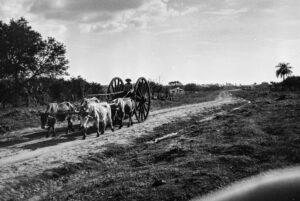 2 SOPORTE ORIGINAL, 3 AUTOR, alzaprima, buey < _NUEVAS, carreta < Cultura campesina, Cultura campesina, CULTURA PARAGUAYA, FC < 1 CATEGORIA, J.M.Blanch, Neg BN, PARAGUAY, ruta de tierra, WEB < Pueblos de las Reducciones 2 SOPORTE ORIGINAL, 3 AUTOR, 4 LUGAR, BN, CULTURA PARAGUAYA, Campesinos, Cultura campesina, FC, J.M.Blanch, Medio de transporte, Neg BN, PARAGUAY, Pueblos de las Reducciones, TRANSPORTES CAMINOS y VIAJES, Tipos de camino, Vida campesina, WEB, _NUEVAS, alzaprima, buey, carreta, ruta de tierra