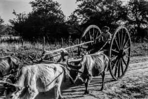 3 AUTOR, buey < Animales domésticos, carreta < Medio de transporte, CULTURA PARAGUAYA, Diapos 35 mm, FC < 1 CATEGORIA, J.M.Blanch, PAISAJE, PARAGUAY, ruta de tierra, WEB < Pueblos de las Reducciones 2 SOPORTE ORIGINAL, 3 AUTOR, 4 LUGAR, Animal, Animales domésticos, CULTURA PARAGUAYA, Diapos 35 mm, FC, FN, J.M.Blanch, Medio de transporte, NATURALEZA, PAISAJE, PARAGUAY, Pueblos de las Reducciones, TRANSPORTES CAMINOS y VIAJES, Tipos de camino, WEB, buey, carreta, ruta de tierra