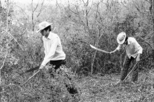 3 AUTOR, Cultura campesina, CULTURA PARAGUAYA, FC < 1 CATEGORIA, J.M.Blanch, machete, Neg BN, PARAGUAY, trabajo agricola < agricultura, WEB < Pueblos de las Reducciones 2 SOPORTE ORIGINAL, 3 AUTOR, 4 LUGAR, BN, CULTURA PARAGUAYA, Campesinos, Cultura campesina, FC, J.M.Blanch, Neg BN, PARAGUAY, Pueblos de las Reducciones, TRABAJO, TRABAJO Y ARTESANIA, Vida campesina, WEB, agricultura, machete, trabajo agricola