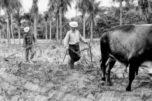 3 AUTOR, arado, buey < _NUEVAS, Cultura campesina, CULTURA PARAGUAYA, FC < 1 CATEGORIA, J.M.Blanch, Neg BN, PARAGUAY, trabajo agricola < agricultura, WEB < Pueblos de las Reducciones 2 SOPORTE ORIGINAL, 3 AUTOR, 4 LUGAR, BN, CULTURA PARAGUAYA, Campesinos, Cultura campesina, FC, J.M.Blanch, Neg BN, PARAGUAY, Pueblos de las Reducciones, TRABAJO, TRABAJO Y ARTESANIA, Vida campesina, WEB, _NUEVAS, agricultura, arado, buey, trabajo agricola