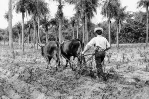 3 AUTOR, arado, buey < _NUEVAS, Cultura campesina, CULTURA PARAGUAYA, FC < 1 CATEGORIA, J.M.Blanch, Neg BN, PARAGUAY, trabajo agricola < agricultura, WEB < Pueblos de las Reducciones 2 SOPORTE ORIGINAL, 3 AUTOR, 4 LUGAR, BN, CULTURA PARAGUAYA, Campesinos, Cultura campesina, FC, J.M.Blanch, Neg BN, PARAGUAY, Pueblos de las Reducciones, TRABAJO, TRABAJO Y ARTESANIA, Vida campesina, WEB, _NUEVAS, agricultura, arado, buey, trabajo agricola