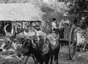 2 SOPORTE ORIGINAL, 3 AUTOR, buey < _NUEVAS, carreta < Cultura campesina, CULTURA PARAGUAYA, FC < 1 CATEGORIA, J.M.Blanch, Neg BN, PARAGUAY, WEB < Pueblos de las Reducciones 2 SOPORTE ORIGINAL, 3 AUTOR, 4 LUGAR, BN, CULTURA PARAGUAYA, Campesinos, Cultura campesina, FC, J.M.Blanch, Neg BN, PARAGUAY, Pueblos de las Reducciones, Vida campesina, WEB, _NUEVAS, buey, carreta