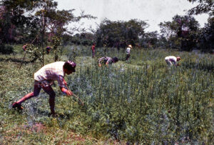 3 AUTOR, adulto mayor, ancianos, CIPAE, CULTURA PARAGUAYA, Diapos 35 mm, FC < 1 CATEGORIA, hombre, J.M.Blanch, niño, PARAGUAY, trabajador, TRABAJO 2 SOPORTE ORIGINAL, 3 AUTOR, 4 LUGAR, CIPAE, CULTURA PARAGUAYA, Comité de Iglesias, Diapos 35 mm, EDAD, FC, J.M.Blanch, JESUITAS, PARAGUAY, PERSONA, Pueblos de las Reducciones, Servicio a la Iglesia Paraguaya, TRABAJO, TRABAJO Y ARTESANIA, adulto, adulto mayor, ancianos, hombre, niñez, niño, trabajador, varon, vieja, viejo