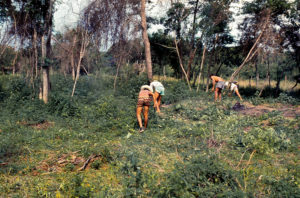 3 AUTOR, carpir, CIPAE, CULTURA PARAGUAYA, Diapos 35 mm, FC, hombre, J.M.Blanch, limpieza < tareas domesticas, NATURALEZA, PARAGUAY, TRABAJO 2 SOPORTE ORIGINAL, 3 AUTOR, 4 LUGAR, CIPAE, CULTURA PARAGUAYA, Comité de Iglesias, Diapos 35 mm, EDAD, FC, FN, J.M.Blanch, JESUITAS, NATURALEZA, PARAGUAY, PERSONA, Pueblos de las Reducciones, Servicio a la Iglesia Paraguaya, TRABAJO, TRABAJO Y ARTESANIA, adulto, agricultura, carpir, hombre, limpieza, tareas domesticas, varon