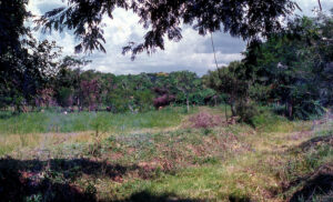 3 AUTOR, bosque < Vegetal, CIPAE, CULTURA PARAGUAYA, Diapos 35 mm, FC < 1 CATEGORIA, J.M.Blanch, NATURALEZA, PARAGUAY 2 SOPORTE ORIGINAL, 3 AUTOR, 4 LUGAR, CIPAE, CULTURA PARAGUAYA, Comité de Iglesias, Diapos 35 mm, FC, FN, J.M.Blanch, JESUITAS, NATURALEZA, PARAGUAY, Pueblos de las Reducciones, Servicio a la Iglesia Paraguaya, Vegetal, bosque