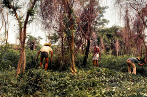 3 AUTOR, carpir, CIPAE, CULTURA PARAGUAYA, Diapos 35 mm, Don Quijote, FC, hombre, J.M.Blanch, limpieza < tareas domesticas, NATURALEZA, PARAGUAY, TRABAJO 2 SOPORTE ORIGINAL, 3 AUTOR, 4 LUGAR, CIPAE, CULTURA PARAGUAYA, Comité de Iglesias, Diapos 35 mm, Don Quijote, EDAD, FC, FN, J.M.Blanch, JESUITAS, NATURALEZA, PARAGUAY, PERSONA, Pueblos de las Reducciones, Servicio a la Iglesia Paraguaya, TEATRO, TRABAJO, TRABAJO Y ARTESANIA, adulto, agricultura, carpir, hombre, limpieza, tareas domesticas, varon