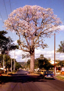 3 AUTOR, arbol, Cultura urbana, Diapos 35 mm, FU, J.M.Blanch, PARAGUAY, POLITICA 2 SOPORTE ORIGINAL, 3 AUTOR, 4 LUGAR, CULTURA PARAGUAYA, Cultura urbana, Diapos 35 mm, FN, FU, J.M.Blanch, NATURALEZA, PARAGUAY, POLITICA, Pueblos de las Reducciones, Vegetal, arbol