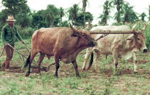 3 AUTOR, buey < Animales domésticos, chacra < agricultura, CULTURA PARAGUAYA, Diapos 35 mm, FC < 1 CATEGORIA, hombre, J.M.Blanch, PARAGUAY, trabajo agricola < agricultura, yunta 2 SOPORTE ORIGINAL, 3 AUTOR, 4 LUGAR, Animal, Animales domésticos, CULTURA PARAGUAYA, Diapos 35 mm, EDAD, FC, FN, J.M.Blanch, NATURALEZA, PARAGUAY, PERSONA, Pueblos de las Reducciones, TRABAJO, TRABAJO Y ARTESANIA, adulto, agricultura, buey, chacra, hombre, trabajo agricola, varon, yunta