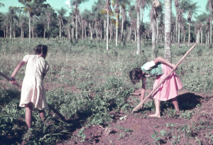 3 AUTOR, chacra < agricultura, Cultura campesina, CULTURA PARAGUAYA, Diapos 35 mm, FC < 1 CATEGORIA, J.M.Blanch, mujer < adulto, niña < niñez, PARAGUAY 2 SOPORTE ORIGINAL, 3 AUTOR, 4 LUGAR, CULTURA PARAGUAYA, Campesinos, Cultura campesina, Diapos 35 mm, EDAD, FC, J.M.Blanch, PARAGUAY, PERSONA, Pueblos de las Reducciones, TRABAJO, TRABAJO Y ARTESANIA, Vida campesina, adulto, agricultura, chacra, mujer, niña, niñez