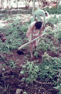 3 AUTOR, chacra < agricultura, Cultura campesina, CULTURA PARAGUAYA, Diapos 35 mm, FC < 1 CATEGORIA, J.M.Blanch, mujer < adulto, niña < niñez, PARAGUAY 2 SOPORTE ORIGINAL, 3 AUTOR, 4 LUGAR, CULTURA PARAGUAYA, Campesinos, Cultura campesina, Diapos 35 mm, EDAD, FC, J.M.Blanch, PARAGUAY, PERSONA, Pueblos de las Reducciones, TRABAJO, TRABAJO Y ARTESANIA, Vida campesina, adulto, agricultura, chacra, mujer, niña, niñez