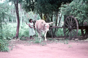 3 AUTOR, buey < Animales domésticos, carreta < Cultura campesina, Cultura campesina, CULTURA PARAGUAYA, Diapos 35 mm, FC < 1 CATEGORIA, J.M.Blanch, niña < niñez, PARAGUAY, TRABAJO 2 SOPORTE ORIGINAL, 3 AUTOR, 4 LUGAR, Animal, Animales domésticos, CULTURA PARAGUAYA, Campesinos, Cultura campesina, Diapos 35 mm, EDAD, FC, FN, J.M.Blanch, NATURALEZA, PARAGUAY, PERSONA, Pueblos de las Reducciones, TRABAJO, TRABAJO Y ARTESANIA, Vida campesina, buey, carreta, niña, niñez