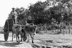3 AUTOR, carreta < Cultura campesina, Cultura campesina, CULTURA PARAGUAYA, FC < 1 CATEGORIA, J.M.Blanch, Neg BN, PARAGUAY 2 SOPORTE ORIGINAL, 3 AUTOR, 4 LUGAR, BN, CULTURA PARAGUAYA, Campesinos, Cultura campesina, FC, J.M.Blanch, Neg BN, PARAGUAY, Pueblos de las Reducciones, Vida campesina, carreta