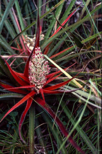 3 AUTOR, FC, J.M.Blanch, karaguata en flor, PARAGUAY, WEB 3 AUTOR, 4 LUGAR, FC, FN, J.M.Blanch, NATURALEZA, PARAGUAY, Pueblos de las Reducciones, Vegetal, WEB, flor, karaguata en flor