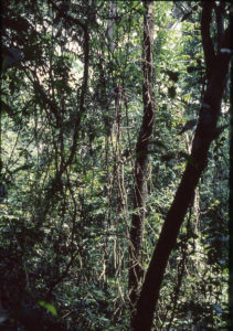 3 AUTOR, FC, J.M.Blanch, NATURALEZA, PARAGUAY, WEB 3 AUTOR, 4 LUGAR, FC, FN, J.M.Blanch, NATURALEZA, PARAGUAY, Pueblos de las Reducciones, WEB