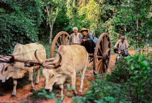 3 AUTOR, carreta < Cultura campesina, CULTURA PARAGUAYA, familia Merici Vera, FC, J.M.Blanch, Neg Color 6x4, PARAGUAY 2 SOPORTE ORIGINAL, 3 AUTOR, 4 LUGAR, CULTURA PARAGUAYA, Campesinos, Cultura campesina, FC, Familias amigas, GENTE, J.M.Blanch, Neg Color 6x4, PARAGUAY, Pueblos de las Reducciones, Vida campesina, carreta, familia Merici Vera