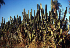 3 AUTOR, cactus, Diapos 35 mm, FC < 1 CATEGORIA, J.M.Blanch, PARAGUAY, WEB < Pueblos de las Reducciones 2 SOPORTE ORIGINAL, 3 AUTOR, 4 LUGAR, Diapos 35 mm, FC, FN, J.M.Blanch, NATURALEZA, PARAGUAY, Pueblos de las Reducciones, Vegetal, WEB, cactus, flor