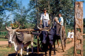 3 AUTOR, buey < Animales domésticos, carreta < Cultura campesina, CULTURA PARAGUAYA, Diapos 35 mm, FC < 1 CATEGORIA, J.M.Blanch, PARAGUAY 2 SOPORTE ORIGINAL, 3 AUTOR, 4 LUGAR, Animal, Animales domésticos, CULTURA PARAGUAYA, Campesinos, Cultura campesina, Diapos 35 mm, FC, FN, J.M.Blanch, NATURALEZA, PARAGUAY, Pueblos de las Reducciones, Vida campesina, buey, carreta