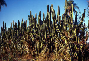 cactus, Diapos 35 mm, FC, J.M.Blanch, PARAGUAY, WEB 2 SOPORTE ORIGINAL, 3 AUTOR, 4 LUGAR, Diapos 35 mm, FC, FN, J.M.Blanch, NATURALEZA, PARAGUAY, Pueblos de las Reducciones, Vegetal, WEB, cactus, flor