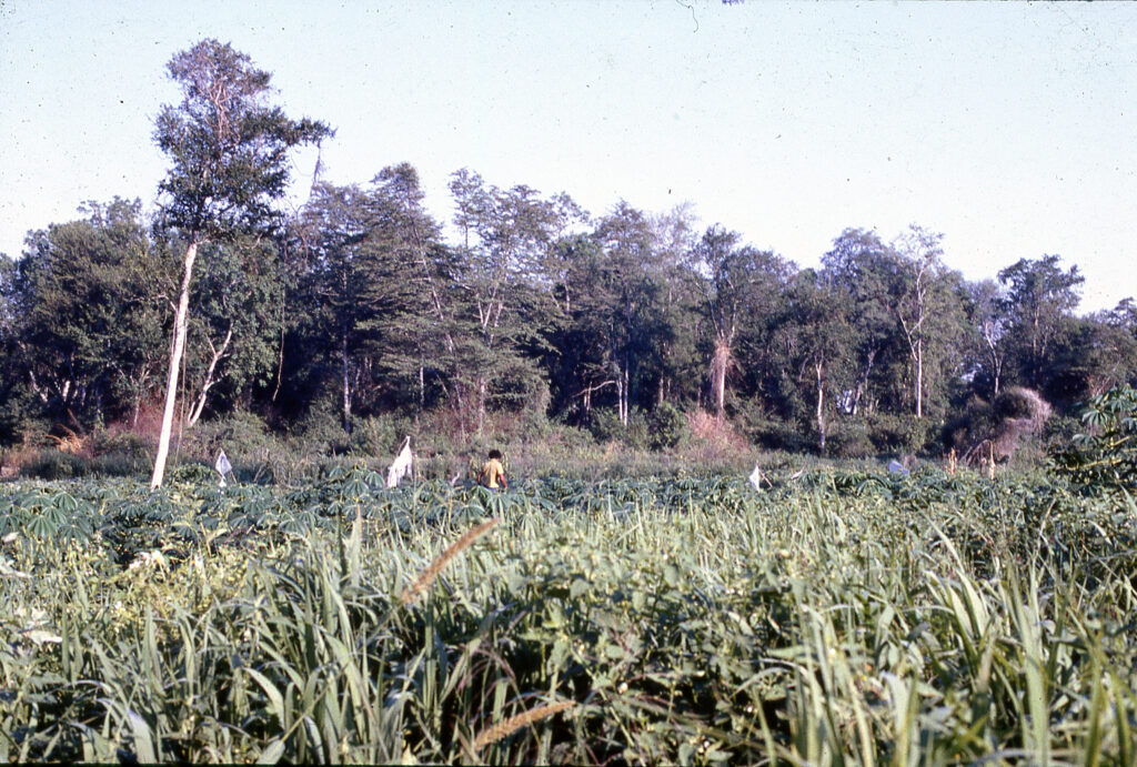 3 AUTOR, campo < Inanimada, Diapos 35 mm, FC, J.M.Blanch, PARAGUAY, WEB 2 SOPORTE ORIGINAL, 3 AUTOR, 4 LUGAR, Diapos 35 mm, FC, FN, Inanimada, J.M.Blanch, NATURALEZA, PARAGUAY, Pueblos de las Reducciones, WEB, campaña, campo