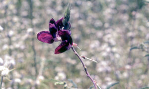 Diapos 35 mm, FI, flor, FN, INDIGENAS, PARAGUAY, WEB < Pueblos de las Reducciones 2 SOPORTE ORIGINAL, 4 LUGAR, Diapos 35 mm, FI, FN, INDIGENAS, NATURALEZA, PARAGUAY, Pueblos de las Reducciones, Vegetal, WEB, flor