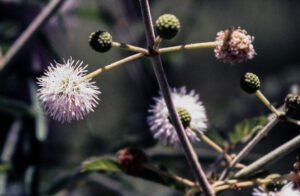 Diapos 35 mm, FI, flor, FN, INDIGENAS, PARAGUAY, WEB < Pueblos de las Reducciones 2 SOPORTE ORIGINAL, 4 LUGAR, Diapos 35 mm, FI, FN, INDIGENAS, NATURALEZA, PARAGUAY, Pueblos de las Reducciones, Vegetal, WEB, flor