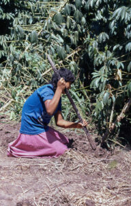 Ayoreos, Diapos 35 mm, FI, indigena, INDIGENAS, joven < joven, niña < niñez, PARAGUAY, TRABAJO, WEB < Pueblos de las Reducciones 2 SOPORTE ORIGINAL, 4 LUGAR, Ayoreos, Diapos 35 mm, EDAD, FI, INDIGENAS, PARAGUAY, PERSONA, Pueblos de las Reducciones, TRABAJO, TRABAJO Y ARTESANIA, WEB, _NUEVAS, adolescente, indigena, joven, jovenes, niña, niñez