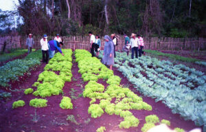 3 AUTOR, Camba rembe (Esc. de San Pedro), FC < 1 CATEGORIA, Fe y Alegría < JESUITAS (OBRAS), FJ < 1 CATEGORIA, huerta < Vegetal, J.M.Blanch, JESUITAS (OBRAS), Neg Color 35 mm, PARAGUAY 2 SOPORTE ORIGINAL, 3 AUTOR, 4 LUGAR, Camba rembe (Esc. de San Pedro), FC, FJ, FN, Fe y Alegría, J.M.Blanch, JESUITAS (OBRAS), NATURALEZA, Neg Color 35 mm, PARAGUAY, Pueblos de las Reducciones, Vegetal, huerta