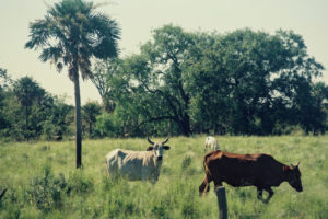 3 AUTOR, FC, J.M.Blanch, NATURALEZA, Neg Color 35 mm, PAISAJE, PARAGUAY, WEB 2 SOPORTE ORIGINAL, 3 AUTOR, 4 LUGAR, FC, FN, J.M.Blanch, NATURALEZA, Neg Color 35 mm, PAISAJE, PARAGUAY, Pueblos de las Reducciones, WEB