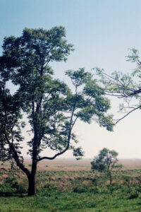 3 AUTOR, arbol, CULTURA PARAGUAYA, FC < 1 CATEGORIA, J.M.Blanch, JESUITAS (OBRAS), NATURALEZA, Neg Color 35 mm, PAISAJE, PARAGUAY, Parroquia Santa Rosa < Parroquias, WEB < Pueblos de las Reducciones 2 SOPORTE ORIGINAL, 3 AUTOR, 4 LUGAR, CULTURA PARAGUAYA, FC, FN, J.M.Blanch, JESUITAS (OBRAS), NATURALEZA, Neg Color 35 mm, PAISAJE, PARAGUAY, Parroquia Santa Rosa, Parroquias, Pueblos de las Reducciones, Vegetal, WEB, arbol