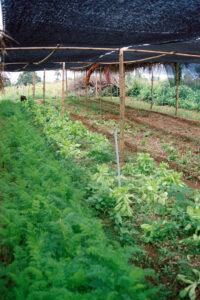 3 AUTOR, campesino < Cultura campesina, CULTURA PARAGUAYA, en agricultura, FC < 1 CATEGORIA, huerta < Vegetal, J.M.Blanch, JESUITAS (OBRAS), Neg Color 35 mm, PARAGUAY, Parroquia Santa María Misiones 2 SOPORTE ORIGINAL, 3 AUTOR, 4 LUGAR, CULTURA PARAGUAYA, Campesinos, Capacitacion, Cultura campesina, EDUCACION INFORMAL, FC, FN, J.M.Blanch, JESUITAS (OBRAS), NATURALEZA, Neg Color 35 mm, PARAGUAY, Parroquia Santa María Misiones, Parroquias, Pueblos de las Reducciones, Vegetal, Vida campesina, campesino, en agricultura, huerta