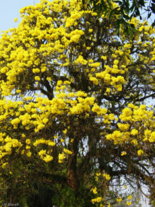 3 AUTOR, amarillo, Digitales, flor, FN, J.M.Blanch, lapacho, lapacho amarillo, PARAGUAY, WEB 2 SOPORTE ORIGINAL, 3 AUTOR, 4 LUGAR, Digitales, FN, J.M.Blanch, NATURALEZA, PARAGUAY, Pueblos de las Reducciones, Vegetal, WEB, _NUEVAS, amarillo, arbol, flor, lapacho, lapacho amarillo