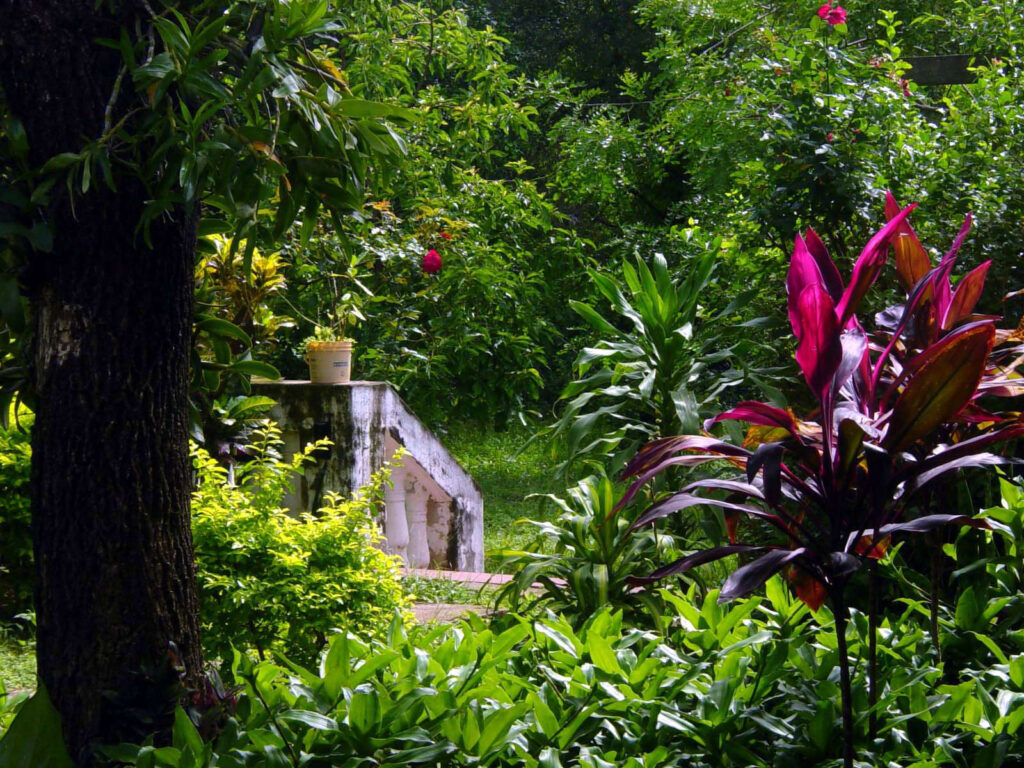 3 AUTOR, Digitales, FN, J.M.Blanch, jardin < Vegetal, Limpio < Limpio, NATURALEZA, PARAGUAY, WEB 2 SOPORTE ORIGINAL, 3 AUTOR, 4 LUGAR, Central, Departamentos y Ciudades, Digitales, FN, J.M.Blanch, Limpio, NATURALEZA, PARAGUAY, Pueblos de las Reducciones, Vegetal, WEB, jardin
