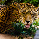 Digitales, FN, J.M.Blanch, jaguarete, PARAGUAY, WEB 2 SOPORTE ORIGINAL, 3 AUTOR, 4 LUGAR, Animal, Animales salvajes, Digitales, FN, Fieras, J.M.Blanch, NATURALEZA, PARAGUAY, Pueblos de las Reducciones, WEB, jaguar, jaguarete, tigre