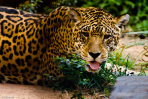 3 AUTOR, Digitales, FN, J.M.Blanch, jaguarete, PARAGUAY, WEB 2 SOPORTE ORIGINAL, 3 AUTOR, 4 LUGAR, Animal, Animales salvajes, Digitales, FN, Fieras, J.M.Blanch, NATURALEZA, PARAGUAY, Pueblos de las Reducciones, WEB, jaguar, jaguarete, tigre