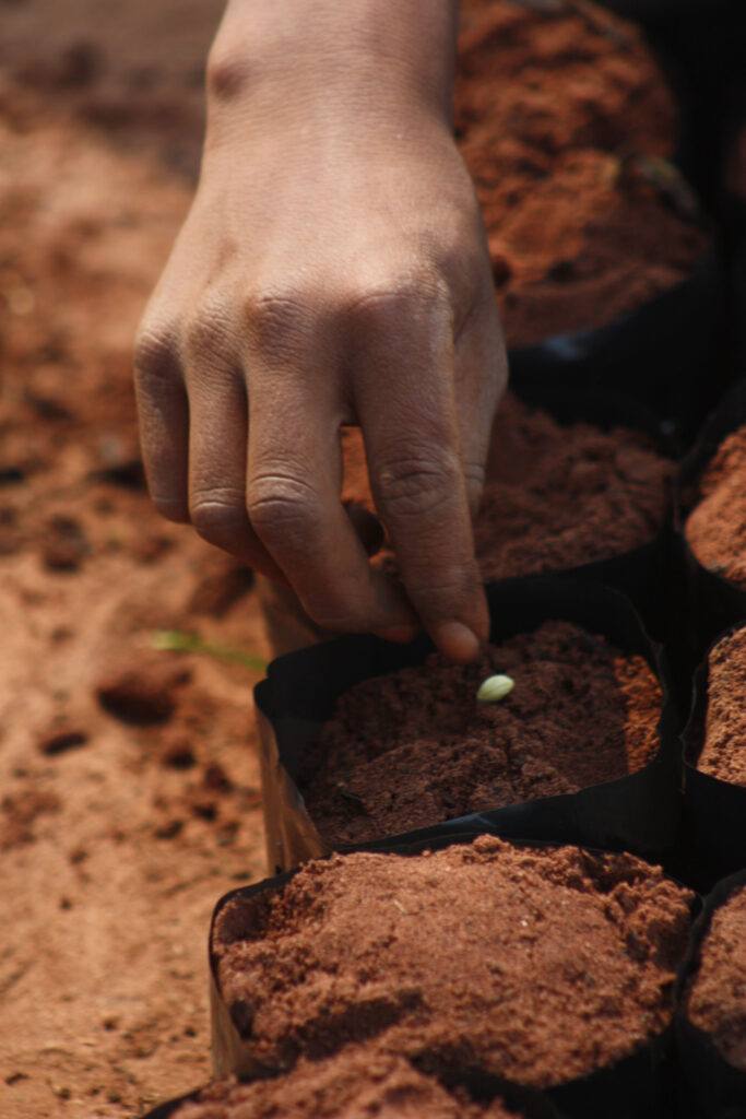 3 AUTOR, agricultura, alumno, campesino, Capacitacion, CEPAG, Cultura campesina, CULTURA PARAGUAYA, Digitales, en agricultura, FC, J.M.Blanch, JESUITAS (OBRAS), niño, PARAGUAY, reforestacion, WEB 2 SOPORTE ORIGINAL, 3 AUTOR, 4 LUGAR, CEPAG, CULTURA PARAGUAYA, Campesinos, Capacitacion, Colegio, Cultura campesina, Digitales, ECOLOGIA, EDAD, EDUCACION FORMAL, EDUCACION INFORMAL, Escuela, FC, J.M.Blanch, JESUITAS (OBRAS), PARAGUAY, PERSONA, Pueblos de las Reducciones, TRABAJO, TRABAJO Y ARTESANIA, Vida campesina, WEB, agricultura, alumno, campesino, en agricultura, niñez, niño, reforestacion