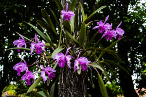 3 AUTOR, Digitales, FN, J.M.Blanch, orquidea, PARAGUAY, WEB 2 SOPORTE ORIGINAL, 3 AUTOR, 4 LUGAR, Digitales, FN, J.M.Blanch, NATURALEZA, PARAGUAY, Pueblos de las Reducciones, Vegetal, WEB, flor, orquidea