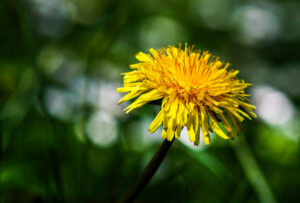 3 AUTOR, amarillo, Digitales, flor, FO, J.M.Blanch, WEB < Pueblos de las Reducciones 2 SOPORTE ORIGINAL, 3 AUTOR, Digitales, FN, FO, J.M.Blanch, NATURALEZA, Pueblos de las Reducciones, Vegetal, WEB, _NUEVAS, amarillo, flor