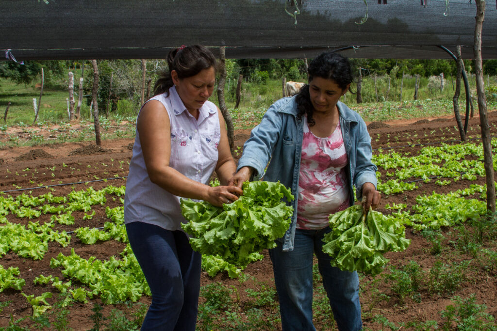 3 AUTOR, adultos, Asentamiento 3 de Noviembre, CEPAG, cosecha, cosechar, cultivar, cultivo, CULTURA PARAGUAYA, Digitales, FC, horticultura, huerta < agricultura, J.M.Blanch, JESUITAS (OBRAS), PARAGUAY, retrato espontaneo, WEB 2 SOPORTE ORIGINAL, 3 AUTOR, 4 LUGAR, Asentamiento 3 de Noviembre, CEPAG, CULTURA PARAGUAYA, Digitales, EDAD, FC, J.M.Blanch, JESUITAS (OBRAS), PARAGUAY, PERSONA, Pueblos de las Reducciones, RETRATO, TRABAJO, TRABAJO Y ARTESANIA, WEB, _NUEVAS, adulto, adultos, agricultura, cosecha, cosechar, cultivar, cultivo, horticultura, huerta, retrato espontaneo