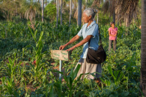 3 AUTOR, agricultura, anciana, Digitales, FC < 1 CATEGORIA, horticultura, huerta < agricultura, J.M.Blanch, PREBIR < Educ de adultos < Centros, PREBIR < Fe y Alegría < Obras SJ 2 SOPORTE ORIGINAL, 3 AUTOR, Centros, Digitales, EDAD, EDUCACION FORMAL, Educ de adultos, FC, Fe y Alegría, J.M.Blanch, JESUITAS, Obras SJ, PERSONA, PREBIR, Pueblos de las Reducciones, TRABAJO, TRABAJO Y ARTESANIA, _NUEVAS, adulto mayor, agricultura, anciana, horticultura, huerta, vieja, viejo