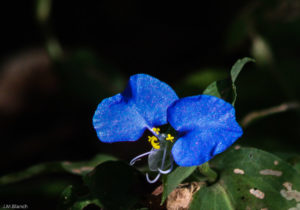 3 AUTOR, azul, Digitales, flor, FN, J.M.Blanch, PARAGUAY, WEB 2 SOPORTE ORIGINAL, 3 AUTOR, 4 LUGAR, Digitales, FN, J.M.Blanch, NATURALEZA, PARAGUAY, Pueblos de las Reducciones, Vegetal, WEB, _NUEVAS, azul, flor