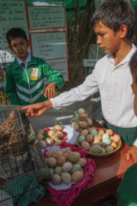 agricultura, Centro Educativo Santa María de la Providencia de Fe y Alegria, FC < 1 CATEGORIA, Fe y Alegria, feria, gallina, huevo, J.M.Blanch, niñez 3 AUTOR, Animal, Animales domésticos, Centro Educativo Santa María de la Providencia de Fe y Alegria, Centros, EDAD, EDUCACION FORMAL, FC, FIESTAS Y CELEBRACIONES, FN, Fe y Alegria, J.M.Blanch, NATURALEZA, PERSONA, Pueblos de las Reducciones, TRABAJO, TRABAJO Y ARTESANIA, _NUEVAS, agricultura, feria, fiesta civil, gallina, huevo, niñez