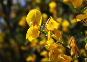 3 AUTOR, amarillo, Digitales, flor, FO, J.M.Blanch, WEB < Pueblos de las Reducciones 2 SOPORTE ORIGINAL, 3 AUTOR, Digitales, FN, FO, J.M.Blanch, NATURALEZA, Pueblos de las Reducciones, Vegetal, WEB, _NUEVAS, amarillo, flor