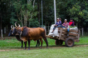 3 AUTOR, buey < Animales domésticos, carreta < Cultura campesina, CEPAG, Comida tipica, CULTURA PARAGUAYA, Digitales, FC, J.M.Blanch, JESUITAS (OBRAS), mate, PARAGUAY, Tava'i yerba mate, WEB, yerba mate 2 SOPORTE ORIGINAL, 3 AUTOR, 4 LUGAR, Animal, Animales domésticos, CEPAG, CULTURA PARAGUAYA, Campesinos, Comida tipica, Cultura campesina, Digitales, FC, FN, J.M.Blanch, JESUITAS (OBRAS), NATURALEZA, PARAGUAY, Productos agricolas, Pueblos de las Reducciones, TRABAJO, TRABAJO Y ARTESANIA, Tava'i yerba mate, Vida campesina, WEB, agricultura, buey, carreta, mate, yerba mate