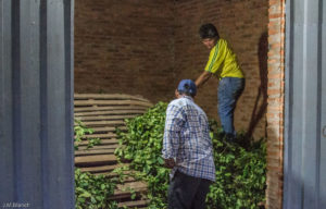 3 AUTOR, CEPAG, CULTURA PARAGUAYA, Digitales, FC, hombres, J.M.Blanch, JESUITAS (OBRAS), PARAGUAY, Tava'i yerba mate, yerba mate 2 SOPORTE ORIGINAL, 3 AUTOR, 4 LUGAR, CEPAG, CULTURA PARAGUAYA, Digitales, FC, J.M.Blanch, JESUITAS (OBRAS), PARAGUAY, Productos agricolas, Pueblos de las Reducciones, TRABAJO, TRABAJO Y ARTESANIA, Tava'i yerba mate, _NUEVAS, agricultura, hombres, yerba mate