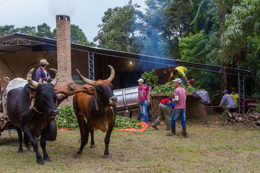 3 AUTOR, buey < Animales domésticos, caldera, carreta < Cultura campesina, CEPAG, Comida tipica, CULTURA PARAGUAYA, Digitales, FC, horno, humo, J.M.Blanch, JESUITAS (OBRAS), mate, PARAGUAY, Tava'i yerba mate, WEB, yerba mate 2 SOPORTE ORIGINAL, 3 AUTOR, 4 LUGAR, ARQUITECTURA, Animal, Animales domésticos, CEPAG, CULTURA PARAGUAYA, Campesinos, Comida tipica, Cultura campesina, Digitales, Edificios, Edificios residenciales, FC, FN, J.M.Blanch, JESUITAS (OBRAS), NATURALEZA, PARAGUAY, Productos agricolas, Pueblos de las Reducciones, TRABAJO, TRABAJO Y ARTESANIA, Tava'i yerba mate, Vida campesina, WEB, _NUEVAS, agricultura, buey, caldera, carreta, casa, casa (detalles), horno, humo, mate, vivienda, yerba mate