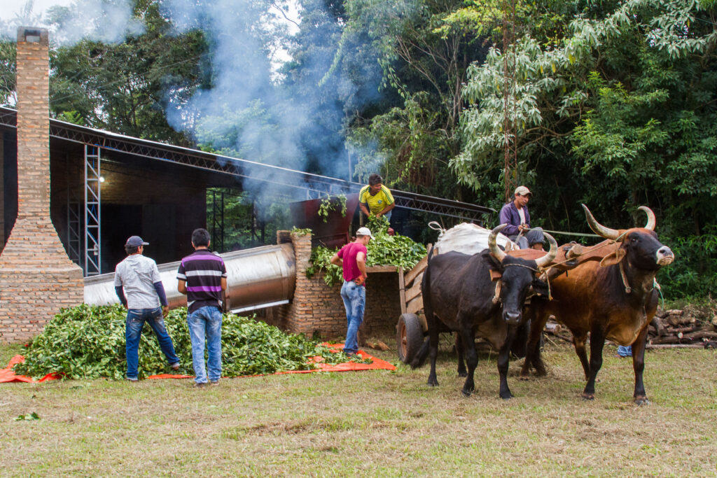 3 AUTOR, buey < Animales domésticos, caldera, carreta < Cultura campesina, CEPAG, CULTURA PARAGUAYA, Digitales, FC, horno, humo, J.M.Blanch, JESUITAS (OBRAS), PARAGUAY, Tava'i yerba mate, yerba mate 2 SOPORTE ORIGINAL, 3 AUTOR, 4 LUGAR, ARQUITECTURA, Animal, Animales domésticos, CEPAG, CULTURA PARAGUAYA, Campesinos, Cultura campesina, Digitales, Edificios, Edificios residenciales, FC, FN, J.M.Blanch, JESUITAS (OBRAS), NATURALEZA, PARAGUAY, Productos agricolas, Pueblos de las Reducciones, TRABAJO, TRABAJO Y ARTESANIA, Tava'i yerba mate, Vida campesina, _NUEVAS, agricultura, buey, caldera, carreta, casa, casa (detalles), horno, humo, vivienda, yerba mate