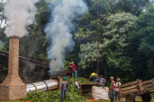 3 AUTOR, caldera, CEPAG, Comida tipica, CULTURA PARAGUAYA, Digitales, FC < 1 CATEGORIA, horno, humo, J.M.Blanch, JESUITAS (OBRAS), mate, PARAGUAY, Tava'i yerba mate, WEB < Pueblos de las Reducciones, yerba mate 2 SOPORTE ORIGINAL, 3 AUTOR, 4 LUGAR, ARQUITECTURA, CEPAG, CULTURA PARAGUAYA, Campesinos, Comida tipica, Cultura campesina, Digitales, Edificios, Edificios residenciales, FC, J.M.Blanch, JESUITAS (OBRAS), PARAGUAY, Productos agricolas, Pueblos de las Reducciones, TRABAJO, TRABAJO Y ARTESANIA, Tava'i yerba mate, Vida campesina, WEB, _NUEVAS, agricultura, caldera, casa, casa (detalles), horno, humo, mate, vivienda, yerba mate